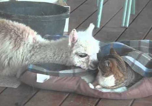 Alpaca Loves to Cuddle With Cats