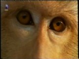 Inteligencia primate: Hilo dental