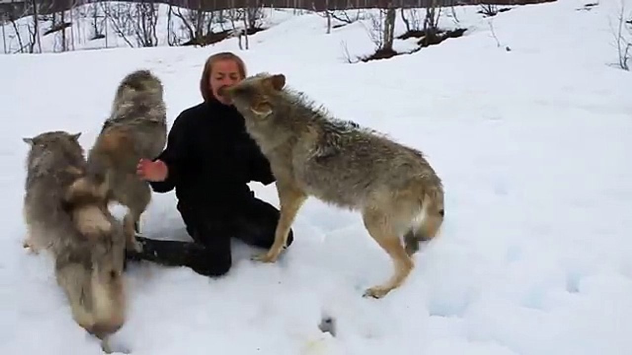 Ce que ces loups font à cette femme est inimaginable !