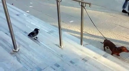 Crow And Dog   Crow Is Too Much Clever And Kidding With The Dog