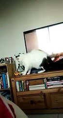 Sahibinin sözünü dinleyen kedi