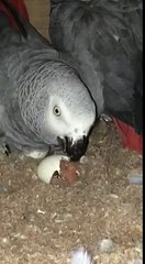 Unique Moment For African Parrots Greay Lovers