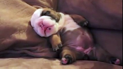 English Bulldog Puppy Dreaming