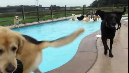 see amazing and funny scene of dog swimming at pool