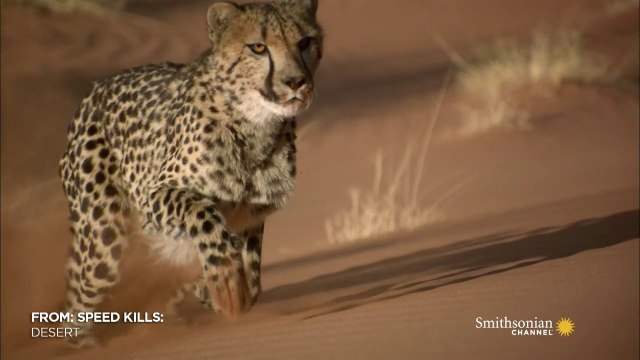 A Cheetah Sprinting to the Kill