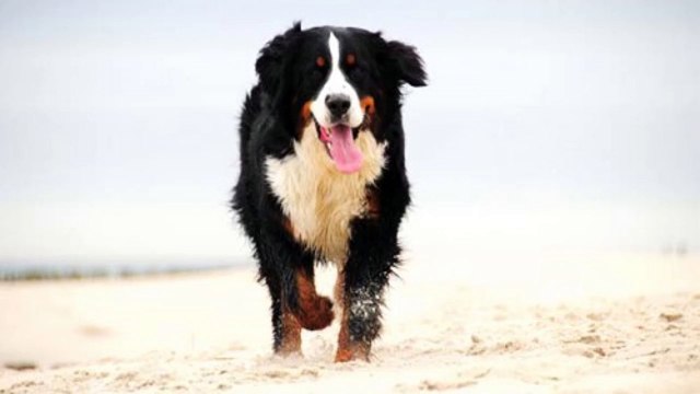 Training Your Dog using a PetSafe Electric Dog fence - Week 3