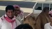 Hilarious camel laughing while sitting in the back of a car