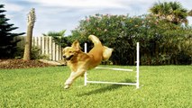 Training Your Dog using a PetSafe Electric Dog fence - Week 2