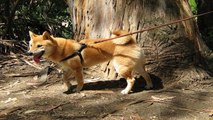 Training Your Dog To Jump The Rope Trick - Simple and Fun Dog Trick