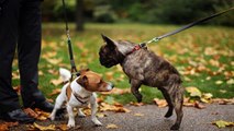 Training Your Dog - Can You Teach an Old Dog New Tricks