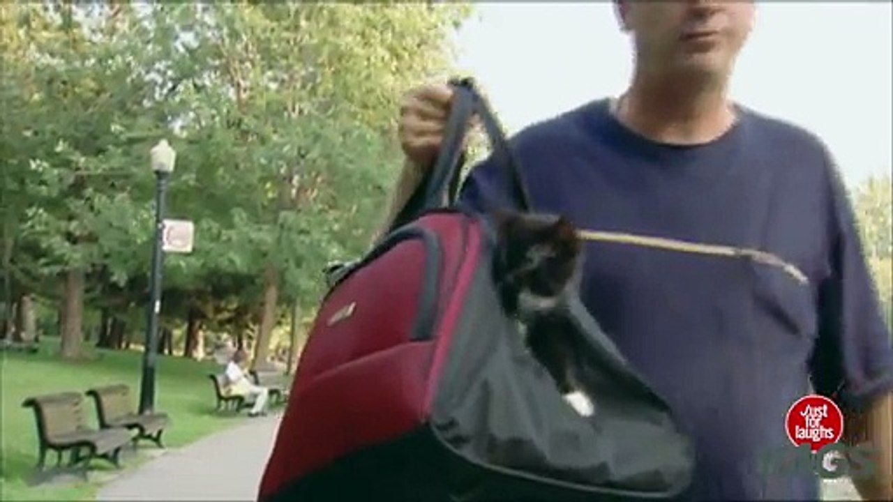Kitten in a Bag - Throwback Thursday
