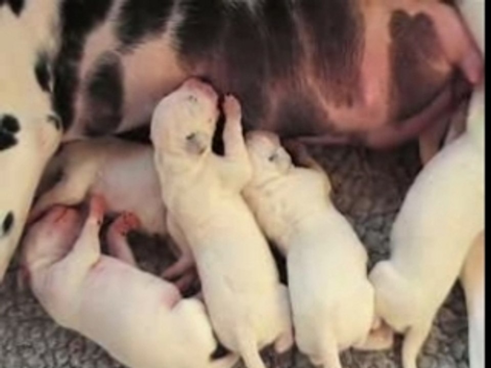 10 mars 2007 : chiots âgés deux jours