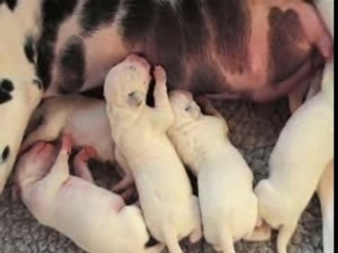 10 mars 2007 : chiots âgés deux jours