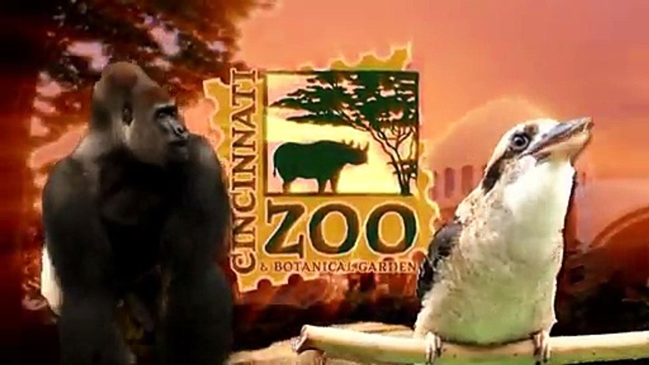 Red Pandas are Having Snow Much Fun - Cincinnati Zoo