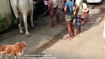 Awesome kick by dangerous cow bakra