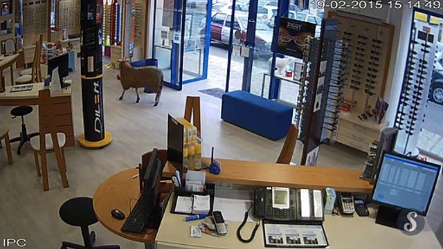 Un mouton entre dans un magasin d'optique à Brou (France)