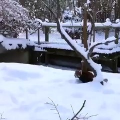 Red Panda enjoying the Snow !!