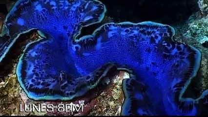 Documental Lanzamiento - Lunes 02/03