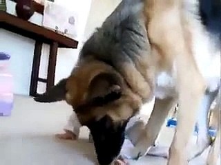 Funny vedio Dog Fight With Baby - Video Dailymotion