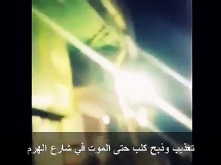 فيديو ذبح وتعذيب كلب شارع الهرم