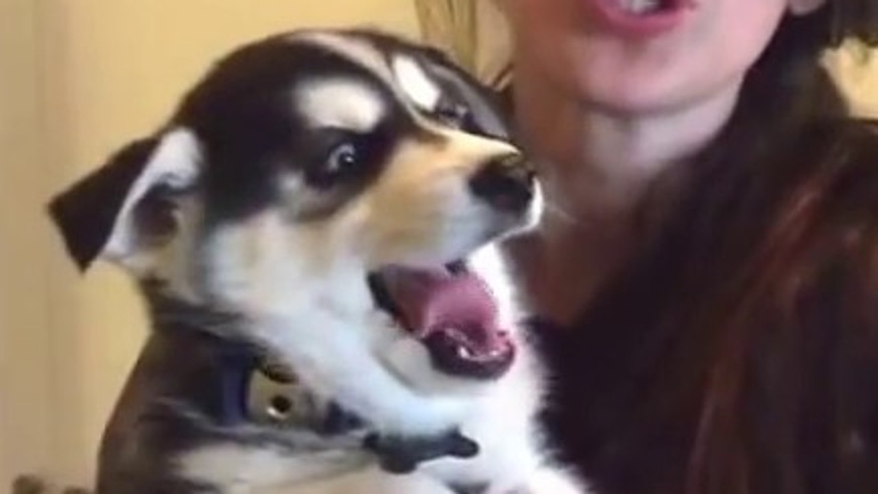 Un chiot husky très bavard...