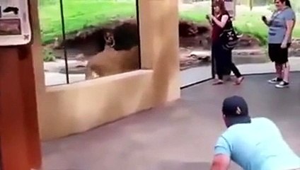 Guy playing with lion wow