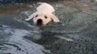 First bath for these cute labrador puppies