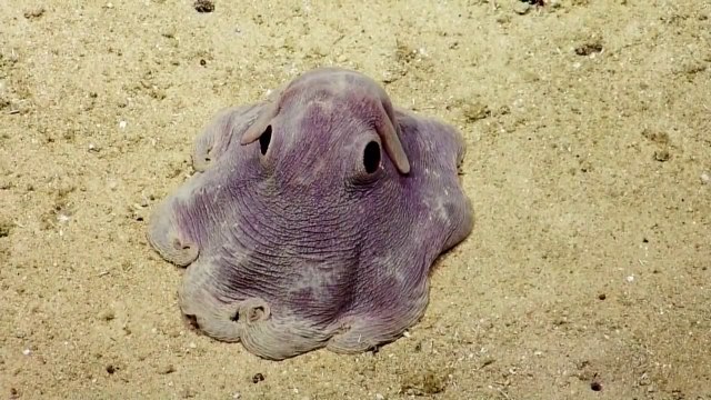 Un animal des marins trop mignon : un Grimpoteuthis, entre la pieuvre et l'éléphant!