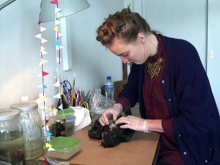 Quand les dépouilles d'animaux font le bonheur d'artistes néerlandais