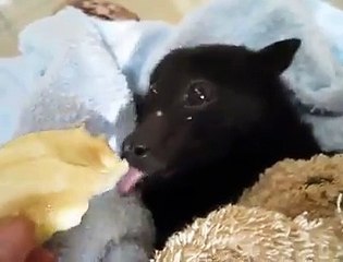 Une chauve-souris mange une banane