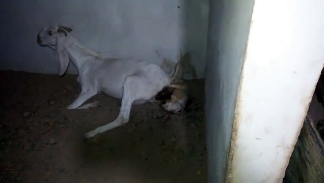 New born baby of goat