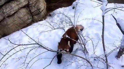 Red pandas playing in the snow