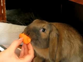 Quicky mange une carotte