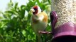 The Goldfinches of Goldfinch Garden Singing