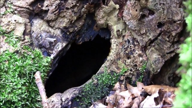 Dachs / Fuchs tot vor einer Dachsburg