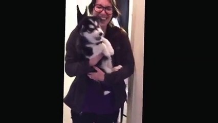 Funny Talking Husky Puppy