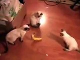 Cats Bananas LOL Video