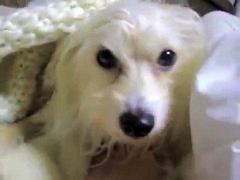 Mixed breed dog, Italian Greyhound & Bichon Frise.