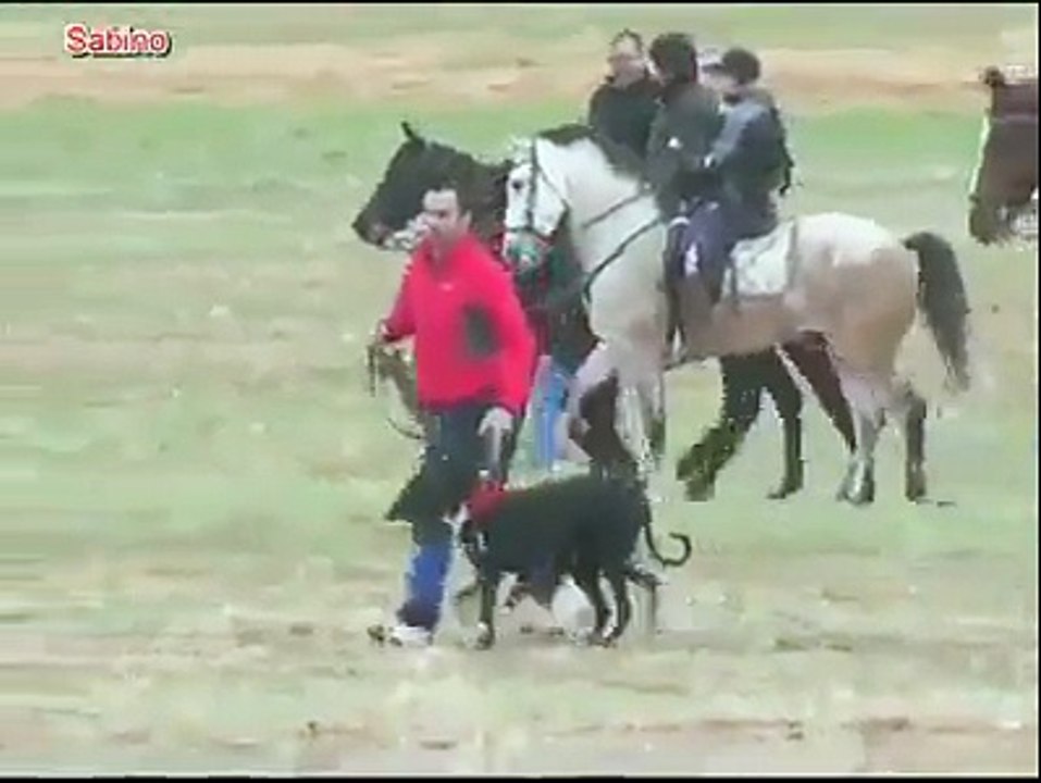 شکاریوں کے لیے ایک انتہائی دلچسپ ویڈیو ۔۔۔ خرگوش کتنی تیز بھاگ سکتا ہے ۔۔ آج اندازہ ہوا