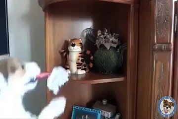 کتے کی کیا تربیت کی ہے ۔۔ ایک ناقابل یقین ویڈیو