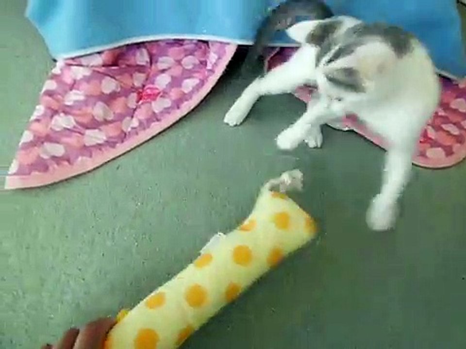 おもちゃにビビる子猫