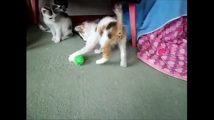 子猫のボール遊び