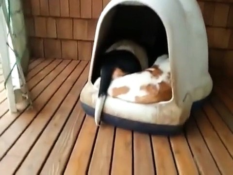 Basset hound clown car! :D