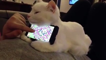 Anyone need a new phone holder? This guy can help you out!