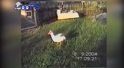 Funny Animal Video Clips Fail Compilation 2015