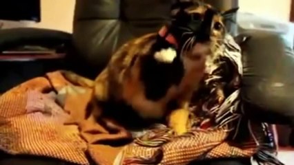 Crazy Angry Cats  2014 Funny - Gatos Enojados 2014