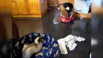 Cats Steaking Dog Beds