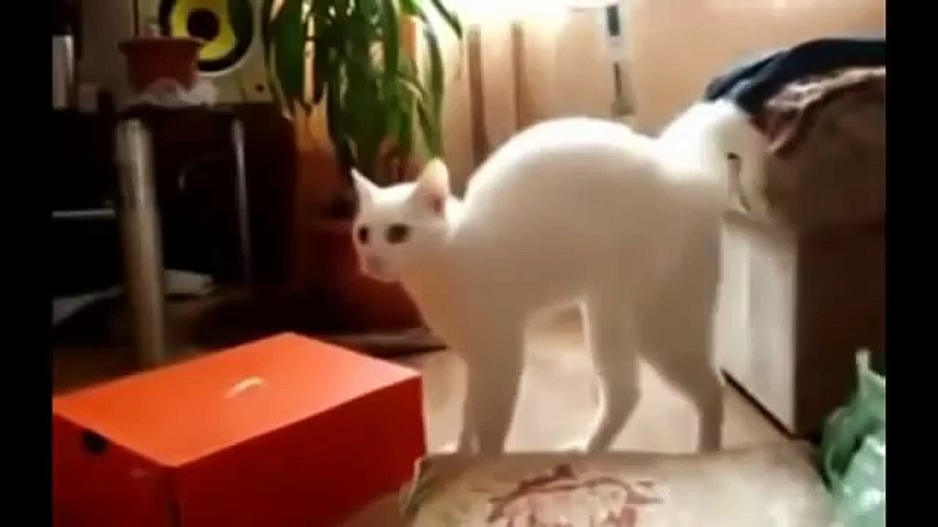 Epic Funny Cats - Ultimate Funny Cats