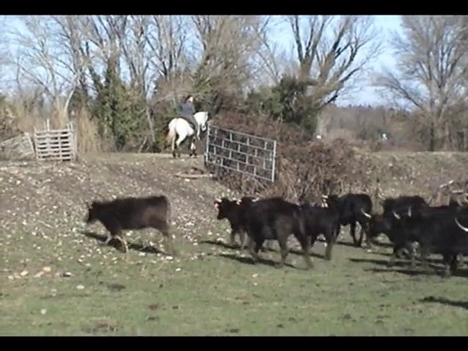 Stage de tri de bétail, manade Colombet