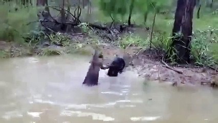 kanguru ve köpek kavgası